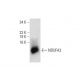 NDUFA3 Antibody (B-12) - Western Blotting - Image 139434