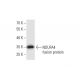 NDUFA4 Antibody (2G7) - Western Blotting - Image 348554