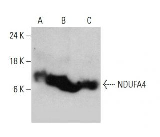 NDUFA4 Antibody (2G7) - Western Blotting - Image 384458 