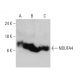 NDUFA4 Antibody (2G7) - Western Blotting - Image 384458 