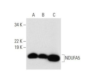 NDUFA5 Antibody (E-5) - Western Blotting - Image 300108 