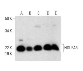 NDUFA8 Antibody (C-6) - Western Blotting - Image 301309 