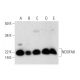 NDUFA8 Antibody (C-6) - Western Blotting - Image 301309 