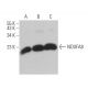 NDUFA8 Antibody (C-6) - Western Blotting - Image 371254