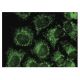NDUFB11 Antibody (C-7) - Immunofluorescence - Image 149812 