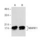 NDUFB11 Antibody (C-7) - Western Blotting - Image 150171