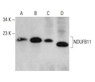 NDUFB11 Antibody (C-7) - Western Blotting - Image 377391 