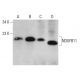 NDUFB11 Antibody (C-7) - Western Blotting - Image 377391 