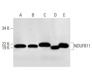 NDUFB11 Antibody (E-6) - Western Blotting - Image 292085 