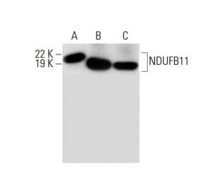 NDUFB11 Antibody (F-3) - Western Blotting - Image 292019 