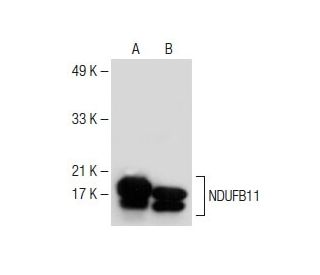 NDUFB11 Antibody (G-4) - Western Blotting - Image 150170 