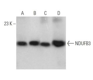 NDUFB3 Antibody (F-11) - Western Blotting - Image 371713 