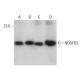 NDUFB3 Antibody (F-11) - Western Blotting - Image 371713 