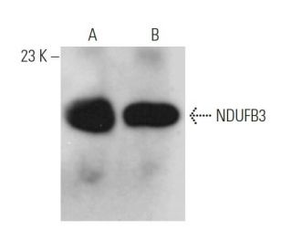 NDUFB3 Antibody (F-12) - Western Blotting - Image 371715 