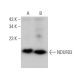 NDUFB3 Antibody (G-9) - Western Blotting - Image 371712 