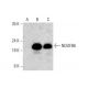 NDUFB6 Antibody (B-2) - Western Blotting - Image 352615