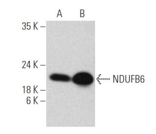 NDUFB6 Antibody (B-2) - Western Blotting - Image 360618 