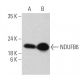 NDUFB6 Antibody (B-2) - Western Blotting - Image 360618 