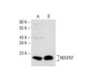 NDUFB7 Antibody (F-8) - Western Blotting - Image 142539 
