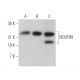 NDUFB9 Antibody (D-7) - Western Blotting - Image 372035