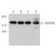 NDUFB9 Antibody (D-7) - Western Blotting - Image 372042 