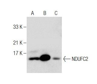 NDUFC2 Antibody (B-4) - Western Blotting - Image 283414