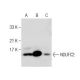 NDUFC2 Antibody (B-4) - Western Blotting - Image 283414