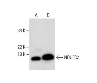 NDUFC2 Antibody (C-1) - Western Blotting - Image 297998 