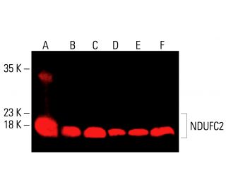 NDUFC2 Antibody (G-9) - Western Blotting - Image 414722 