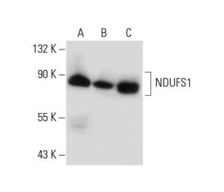 NDUFS1 Antibody (E-8) - Western Blotting - Image 133913 