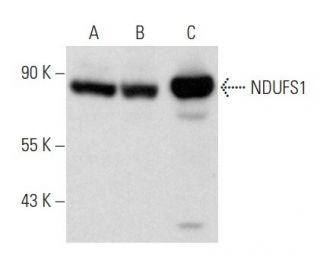 NDUFS1 Antibody (G-6) - Western Blotting - Image 358029 