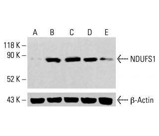 NDUFS1 Antibody (G-6) - Western Blotting - Image 413979