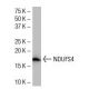 NDUFS4 Antibody (1-E-4) - Western Blotting - Image 33940