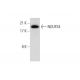 NDUFS4 Antibody (1-E-4) - Western Blotting - Image 308630 