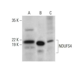 NDUFS4 Antibody (A-7) - Western Blotting - Image 311738 