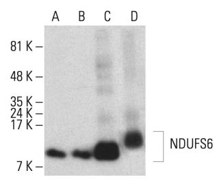 NDUFS6 Antibody (B-5) - Western Blotting - Image 401508 