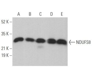 NDUFS8 Antibody (A-6) - Western Blotting - Image 374419 