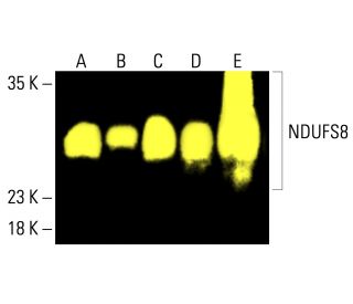 NDUFS8 Antibody (A-6) - Western Blotting - Image 415735 