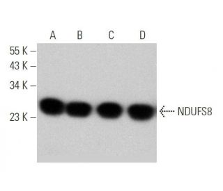 NDUFS8 Antibody (D-5) - Western Blotting - Image 350796 