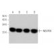 NDUFS8 Antibody (D-5) - Western Blotting - Image 350796 