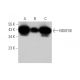 NDUFS8 Antibody (D-5) - Western Blotting - Image 350797 