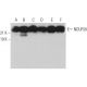 NDUFS8 Antibody (D-5) - Western Blotting - Image 373421
