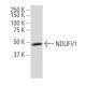 NDUFV1 Antibody (14.8) - Western Blotting - Image 33939