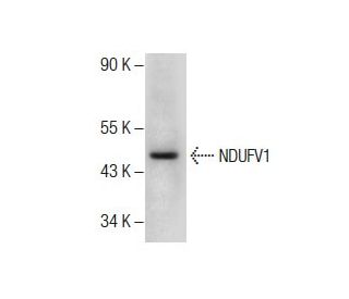 NDUFV1 Antibody (14.8) - Western Blotting - Image 285130 
