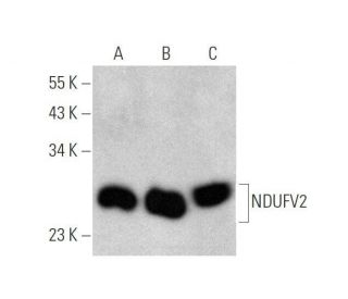 NDUFV2 Antibody (F-5) - Western Blotting - Image 350833 