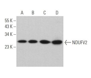 NDUFV2 Antibody (H-7) - Western Blotting - Image 372956 