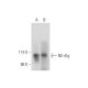 NE-dlg Antibody (A-1) - Western Blotting - Image 333469