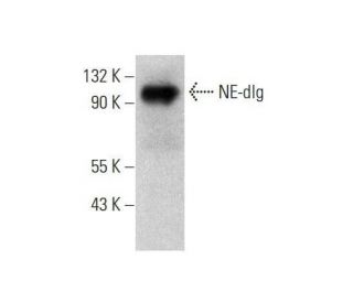 NE-dlg Antibody (B-3) - Western Blotting - Image 351693 
