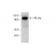NE-dlg Antibody (B-3) - Western Blotting - Image 351693 