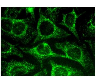 Nebulette Antibody (G-9) - Immunofluorescence - Image 298819 
